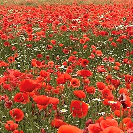 Horst 4 Ocker Kalkhorst